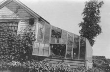 Mrs. Frank Clark's green house, between c1900 and 1916. Creator: Unknown