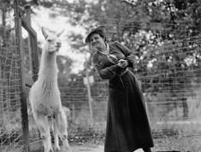 Mrs. Franklin Adams, nee Harriet Chalmers, at Zoo with Llama, 1912. Creator: Harris & Ewing
