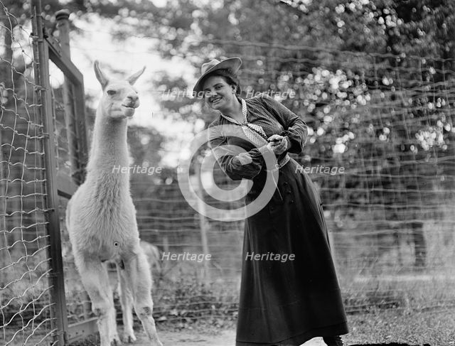 Mrs. Franklin Adams, nee Harriet Chalmers, at Zoo with Llama, 1912. Creator: Harris & Ewing.