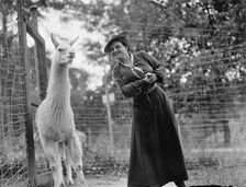 Mrs. Franklin Adams, nee Harriet Chalmers, at Zoo with Llama, 1912. Creator: Harris & Ewing