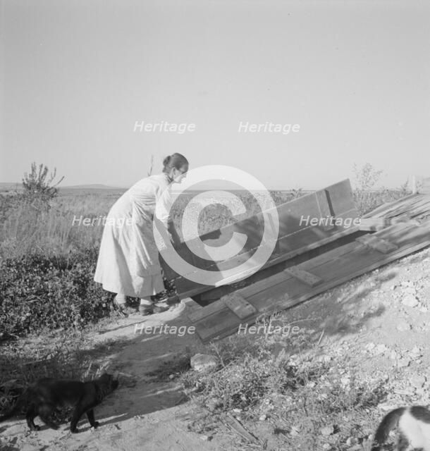 Mrs. Hull closing up the cellar which she has well-filled, Dead Ox Flat, Oregon, 1939. Creator: Dorothea Lange.