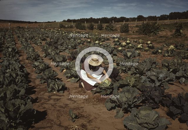 Mrs. Jim Norris with homegrown cabbage, one of the many vegetables..., Pie Town, New Mexico, 1940. Creator: Russell Lee.