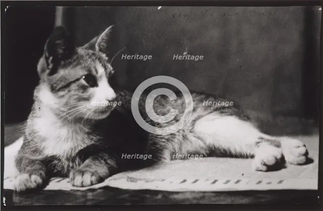 Mrs. Thomas Eakins's Cat, c. 1880-1890. Creator: Thomas Eakins.