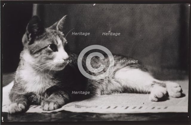 Mrs. Thomas Eakins's Cat, c. 1880-1890. Creator: Thomas Eakins.