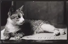 Mrs. Thomas Eakins's Cat, c. 1880-1890. Creator: Thomas Eakins