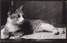 Mrs. Thomas Eakins's Cat, c. 1880-1890. Creator: Thomas Eakins