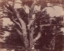 Mt. Liban. Tronc d'un des Cèdres de Salomon, 1850-53. Creator: Ernest Benecke