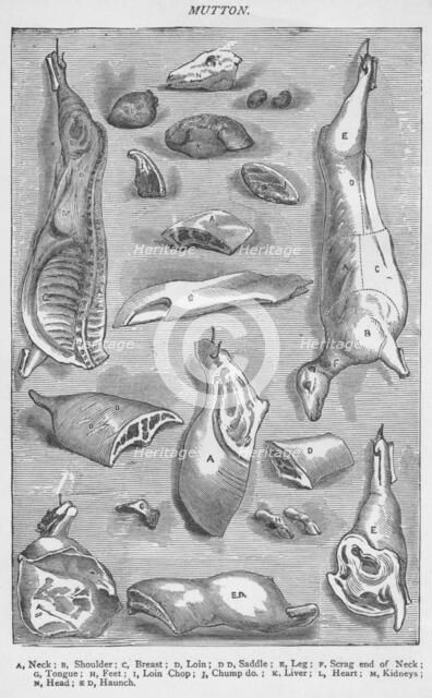 'Mutton', 1907, (1907). Artist: Unknown.