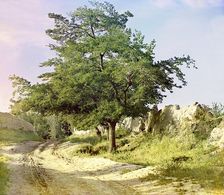 Mulberry tree, Samarkand, between 1905 and 1915. Creator: Sergey Mikhaylovich Prokudin-Gorsky