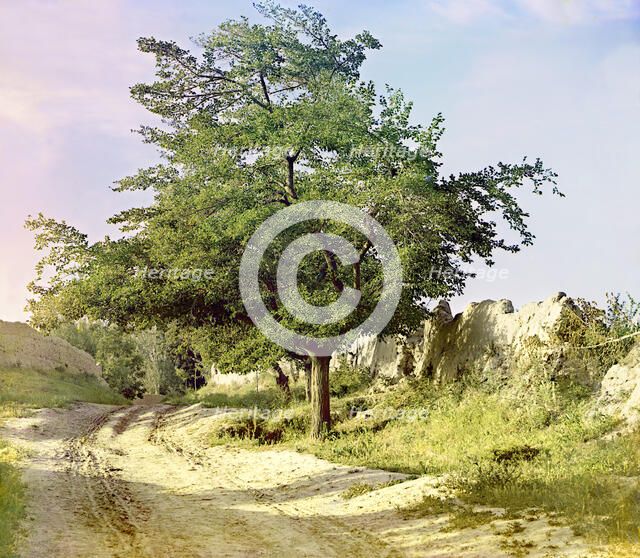 Mulberry tree, Samarkand, between 1905 and 1915. Creator: Sergey Mikhaylovich Prokudin-Gorsky.