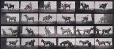 Mule, 1872-1885. Creator: Eadweard J Muybridge