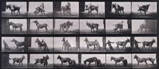 Mule, 1872-1885. Creator: Eadweard J Muybridge