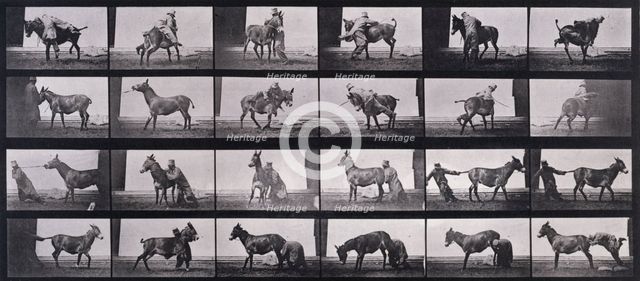 Mule, 1872-1885.  Creator: Eadweard J Muybridge.