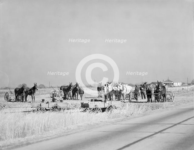 Mule teams near Montgomery, Alabama, 1935. Creator: Walker Evans.