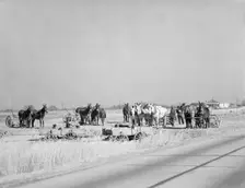 Mule teams near Montgomery, Alabama, 1935. Creator: Walker Evans