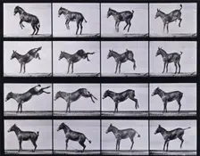 Mule, bucking and kicking, Ruth, 1872-1885. Creator: Eadweard J Muybridge