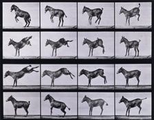 Mule, bucking and kicking, Ruth, 1872-1885. Creator: Eadweard J Muybridge