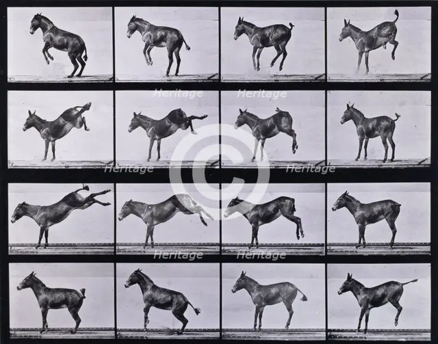 Mule, bucking and kicking, Ruth, 1872-1885.   Creator: Eadweard J Muybridge.