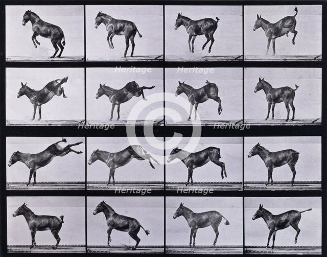 Mule, bucking and kicking, Ruth, 1872-1885.   Creator: Eadweard J Muybridge.