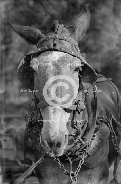 Mule, Hale County, Alabama, 1936. Creator: Walker Evans.