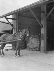 Mule harnessed to a wagon, New Orleans, between 1920 and 1926. Creator: Arnold Genthe