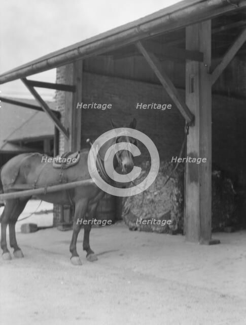 Mule harnessed to a wagon, New Orleans, between 1920 and 1926. Creator: Arnold Genthe.
