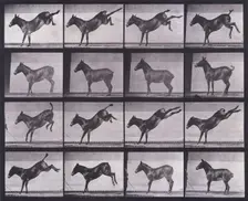 Mule, kicking, Ruth, 1872-1885. Creator: Eadweard J Muybridge