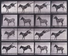 Mule, kicking, Ruth, 1872-1885. Creator: Eadweard J Muybridge