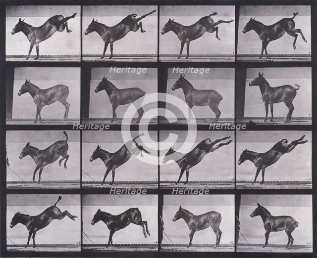 Mule, kicking, Ruth, 1872-1885.   Creator: Eadweard J Muybridge.