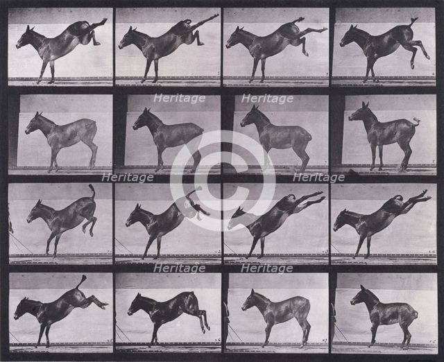 Mule, kicking, Ruth, 1872-1885.   Creator: Eadweard J Muybridge.