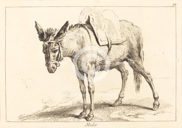 Mulet (Mule or Saddled Donkey). Creator: Jacques Philippe Le Bas.