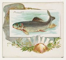 Mullet, from Fish from American Waters series (N39) for Allen & Ginter Cigarettes, 1889. Creator: Allen & Ginter
