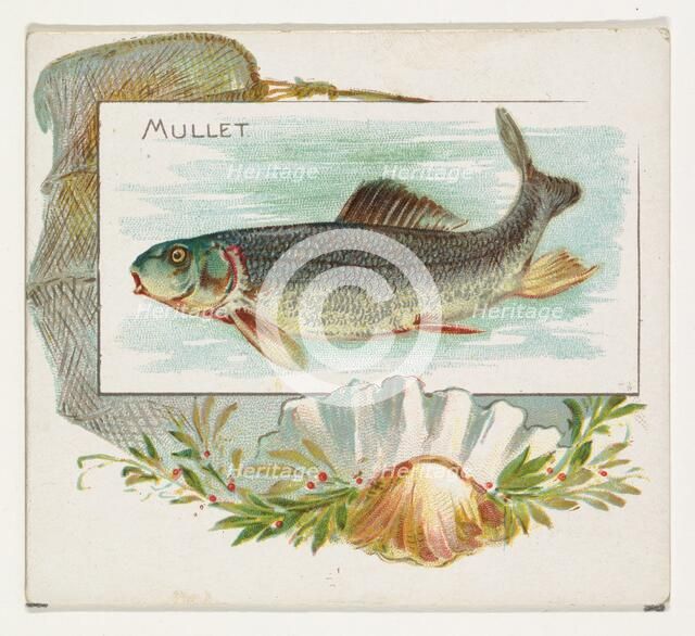 Mullet, from Fish from American Waters series (N39) for Allen & Ginter Cigarettes, 1889. Creator: Allen & Ginter.