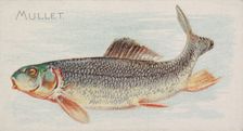 Mullet, from the Fish from American Waters series (N8) for Allen & Ginter Cigarettes Brands, 1889. Creator: Allen & Ginter