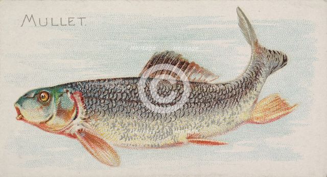 Mullet, from the Fish from American Waters series (N8) for Allen & Ginter Cigarettes Brands, 1889. Creator: Allen & Ginter.