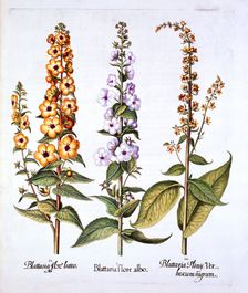 Mullein, genus Verbascum, from Hortus Eystettensis by Basil Besler (1561-1629), pub. 1613 (hand-c