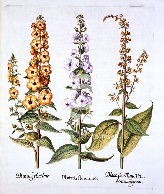 Mullein, genus Verbascum, from 'Hortus Eystettensis', by Basil Besler (1561-1629), pub. 1613 (hand-c