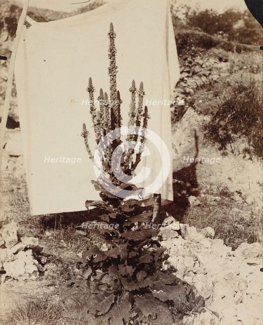 Mullein in Bloom, c. 1897-1899. Creator: Eugène Atget (French, 1857-1927).