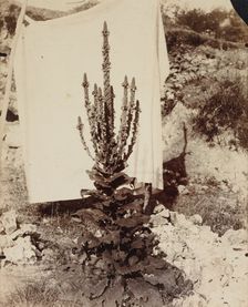 Mullein in Bloom, c. 1897-1899. Creator: Eugène Atget (French, 1857-1927)