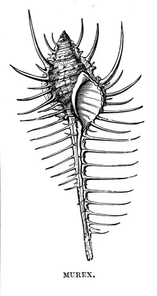 Murex, c1890