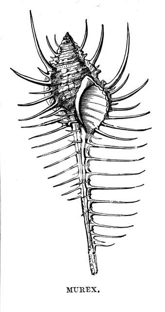 Murex, c1890. Artist: Unknown