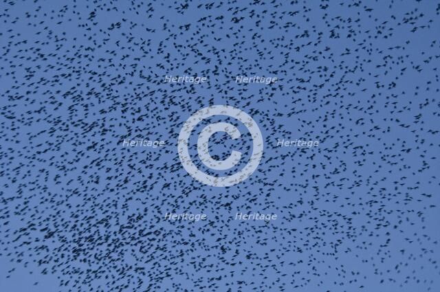 Murmuration of starlings at dusk over Gloucester Docks, Gloucestershire, 2009. Artist: Derek Kendall.