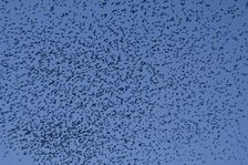 Murmuration of starlings at dusk over Gloucester Docks, Gloucestershire, 2009. Artist: Derek Kendall