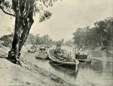 Murray Barges and Steamboats at Echuca 1901. Creator: Unknown