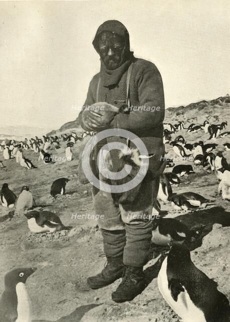 'Murray Holding Young Penguins', c1908, (1909).  Artist: Unknown.