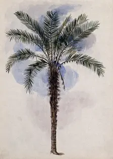 Murumuru palm tree (Astrocaryum murumuru Mart) in Guyana, 1846. Creator: Edward Alfred Goodall