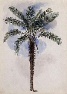 Murumuru palm tree (Astrocaryum murumuru Mart) in Guyana, 1846. Creator: Edward Alfred Goodall