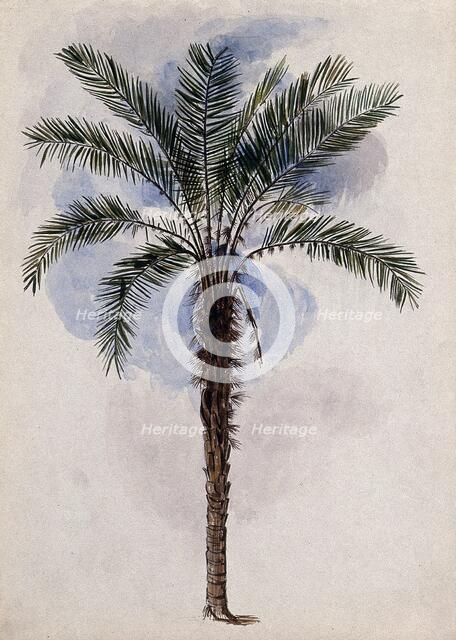 Murumuru palm tree (Astrocaryum murumuru Mart) in Guyana, 1846. Creator: Edward Alfred Goodall.