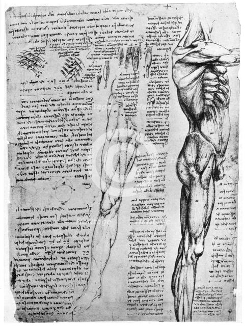 Muscle studies, late 15th or early 16th century (1954). Artist: Leonardo da Vinci