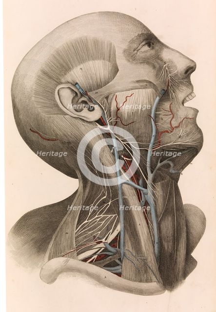 Muscles and circulation of the head and neck, 1822-26. Creator: William Home Lizars.